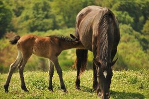 El tétano es una infección peligrosa y si no se trata a tiempo el caballo puede morir.