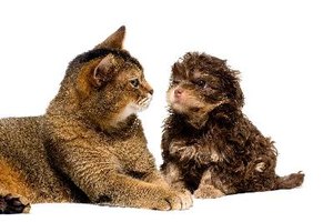 Las células de la piel de tus mascotas pueden causarte reacciones alérgicas.