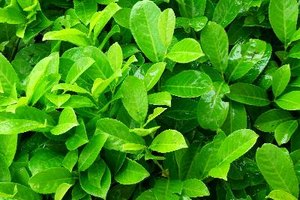 Hierve las hojas de menta y las de eucalipto.