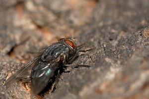 Las moscas domésticas, así como otras plagas como las cucarachas, también pueden presentar un riesgo para la salud de quienes viven cerca de las instalaciones de tratamiento de aguas residuales.