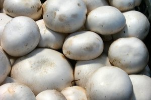 El hongo blanco es la seta más popular en los Estados Unidos.