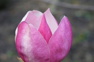 La flor de magnolia despeja los conductos nasales.