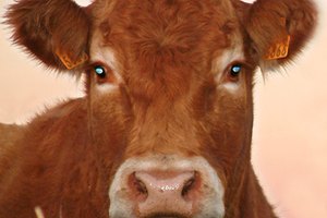 Ganado Limousin.
