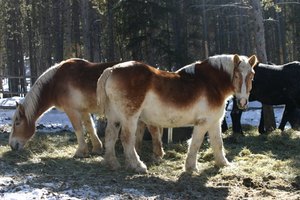Los caballos son fuertes así como hermosos.
