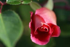 El aceite esencial de rosas restaura la suavidad de la piel.