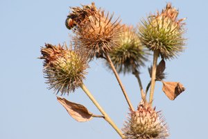 La bardana es célebre por sus púas pegajosas.