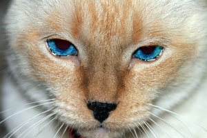 La calvicie en un gato siamés puede ser hereditaria.