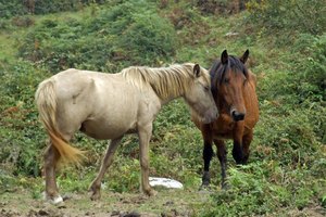 Los caballo tienen muchos problemas de piel.