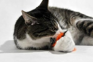 Los gatos pueden contagiarse de enfermedades por medio de mordidas, arañazos y cosas que comen.