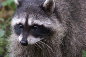El mapache es un mamífero altamente adaptable y a menudo vive en estrecha asociación con los humanos.