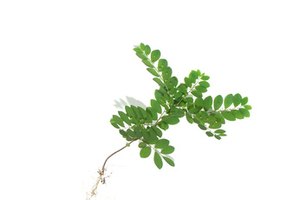 El Tamarindus indica L. tiene hojas típicas como los arbustos de legumbres.