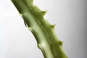 Evita el látex del aloe vera si eres sensible.