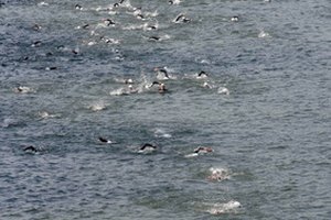 La natación es el inicio de triatlón.