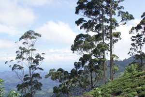 El aceite del árbol del té proviene de la planta del árbol del té que es originaria de Australia.