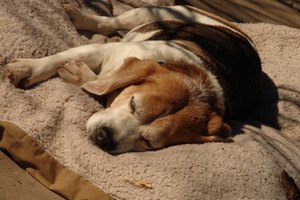 Al igual que cualquier medicamento de su tipo, Metacam puede causar efectos secundarios.