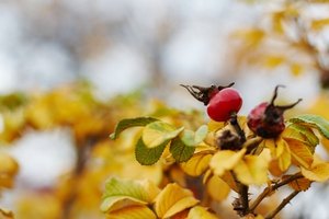 Los escaramujos surgen en las puntas del tallo luego de florecer.