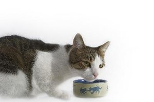 Los veterinarios recomiendan una dieta especial para los gatos con diarrea y parásitos.