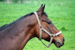Los caballos están sujetos a una variedad de enfermedades y condiciones.
