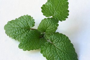 Té bálsamo de melisa puede ayudar a tratar muchas condiciones.