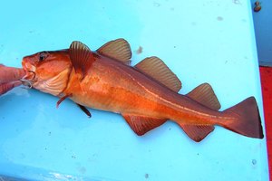 El hígado del bacalao contiene un nutritivo aceite.