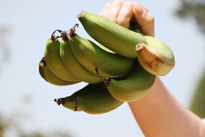 Los plátanos son la segunda fuente más alta resistente al almidón.