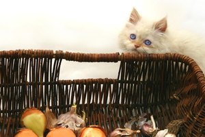 Gatos con un pelaje blanco y ojos azules.