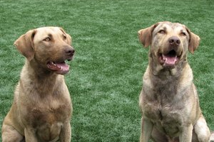 Las erupciones negras en los perros pueden ser un síntoma de muchas enfermedades.