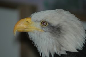 Un buen programa de cría de animales protege a las especies animales de la extinción.