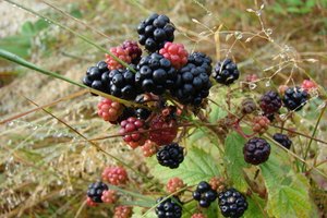 Según la Fruitarian Foundation, las moras moras son ricas en vitamina A.
