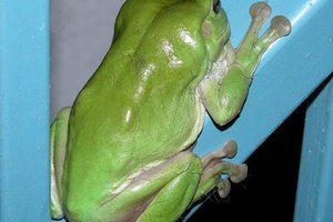 Sustituir las baterías en muchas ocasiones, repara tu LeapFrog LeapPad.