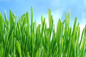 El polvo de cebada verde es fácilmente absorbido por el sistema digestivo.