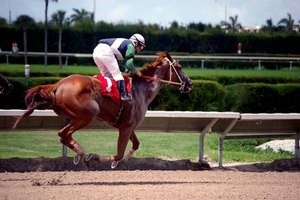 Los caballos de carrera son particularmente susceptibles a sufrir lesiones del ligamento suspensorio.