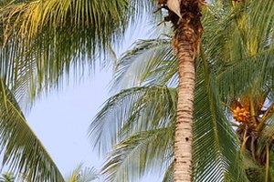 El aceite coco ofrece una variedad de beneficios para el cabello.