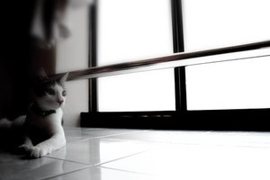 Si tu gato muestra un caminar duro o extraño, hazlo revisar por displasia de cadera.