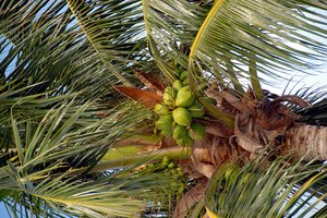 La savia del cocotero se recoge de los tallos que alimentan los cocos.
