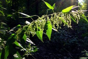 La ortiga tiene una larga historia de uso medicinal.