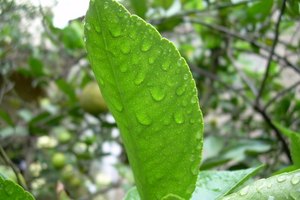 La posición de la FDA es polémica; los defensores de alimentos naturales y otros afirman que está basado en los potenciales relativos de ganancia de una planta mínimamente procesada que es fácil de cultivar en comparación con un producto altamente refinado de los procesos patentados.