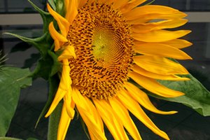 Las semillas de girasol pueden ser una buena fuente de ácido linoleico.