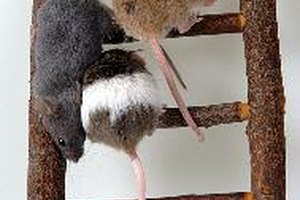 El resveratrol mata las células cancerosas y aumenta el período de vida en los ratones.