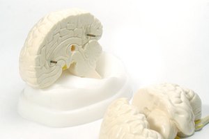 Los científicos están tratando de descubrir los secretos del cerebro.