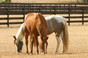 Un caballo debe respirar de manera constante.