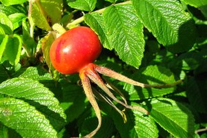 El aceite de rosa mosqueta se extrae de los frutos y semillas del rosal.