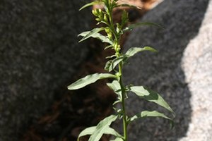 Encuentra la hierba medicinal correcta para eliminar los parásitos.
