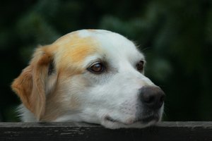 Habitualmente, se examinan cuatro enzimas principales en perros con presunta enfermedad hepática.