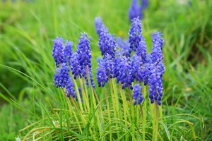Los aceites esenciales hechos de flores de lavanda pueden ayudar al crecimiento del cabello.