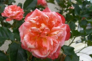 El nombre científico de las bayas de escaramujo es Rosa canina.