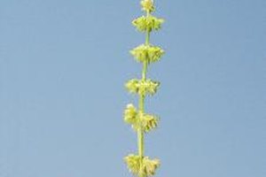 La hierba de holy basil puede ayudar a controlar la ansiedad y el insomnio.