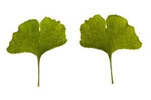 Ginkgo Biloba.