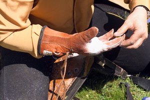 Un aparejo, un cincho y un guante son requeridos para montar broncos sin silla.
