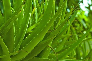 El aloe vera cura el acné y las estrías.